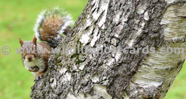 ll Squirrel at side of silver trunk by Paul McElroy