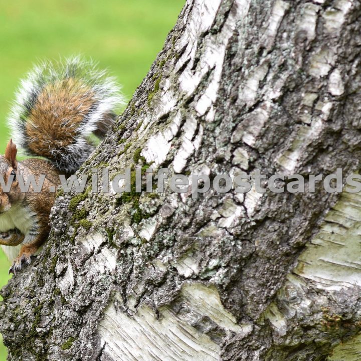 ll Squirrel at side of silver trunk by Paul McElroy