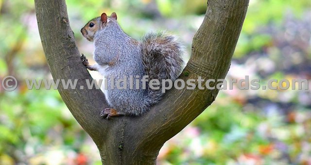 lm Squirrel in U shaped tree trunk by Paul McElroy