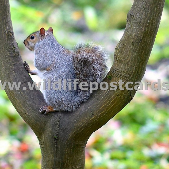 lm Squirrel in U shaped tree trunk by Paul McElroy