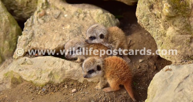 nb Meerkat 2 Tucked in on brothers back by Paul McElroy