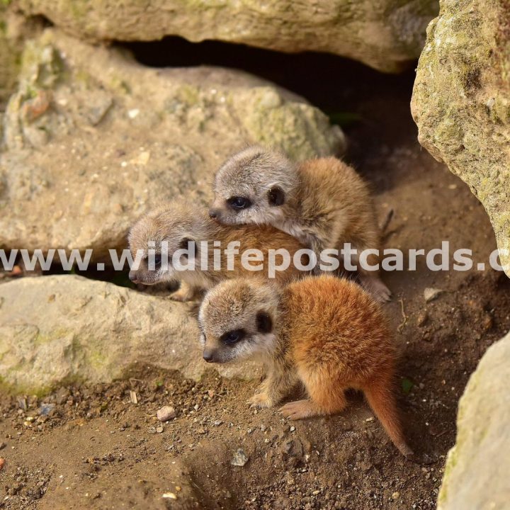 nb Meerkat 2 Tucked in on brothers back by Paul McElroy