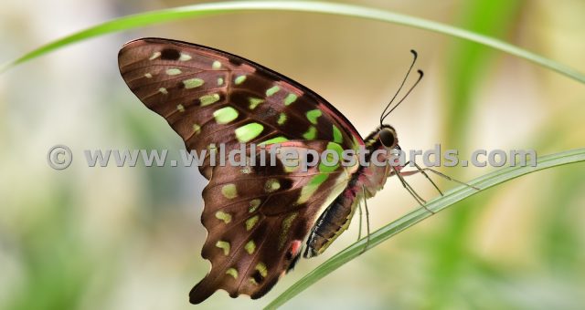 cv Butterfly green by Paul McElroy