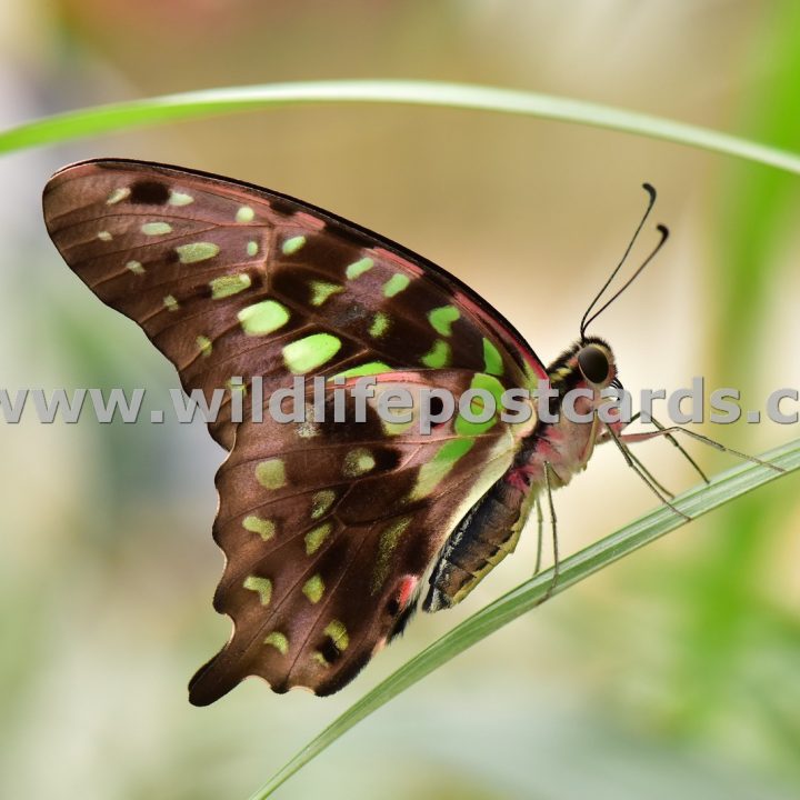 cv Butterfly green by Paul McElroy