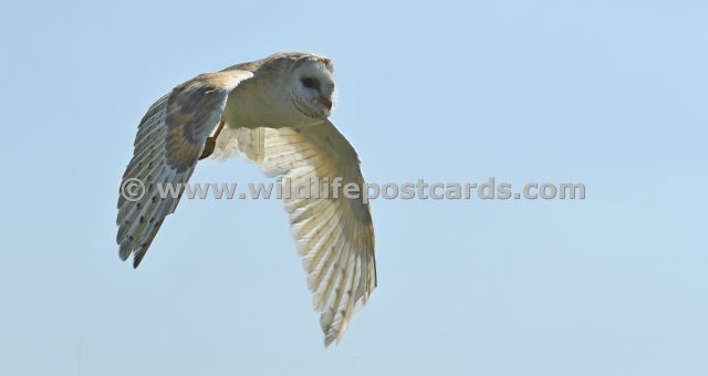 mb Barn owl downward wings by Paul McElroy