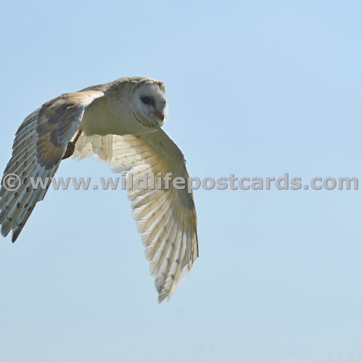 mb Barn owl downward wings by Paul McElroy