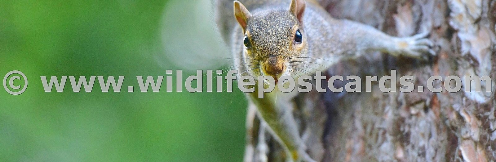 Squirrels Gallery - click on a photo for details and prices