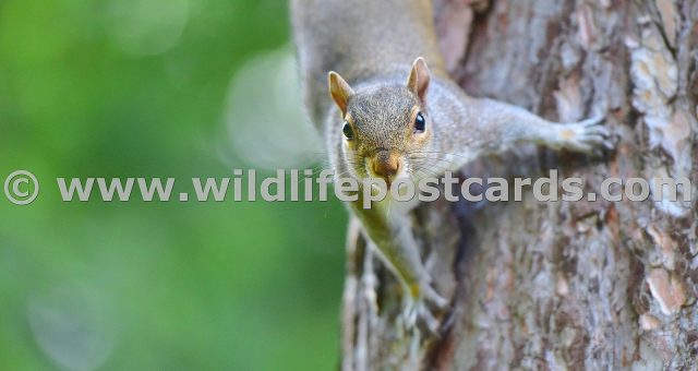 lc Squirrel face to face by Paul McElroy