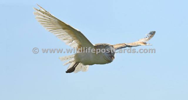 mc Barn owl outstretched wing by Paul McElroy