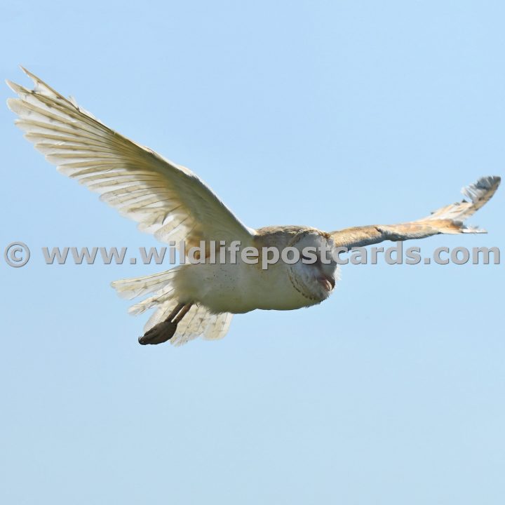 mc Barn owl outstretched wing by Paul McElroy