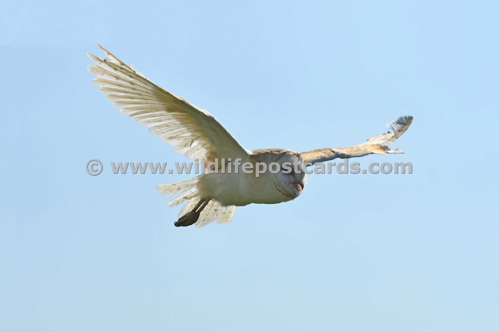 Wildlifepostcards Com Capturing The Action Mc Barn Owl