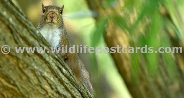 ld Squirrel onlooker by Paul McElroy