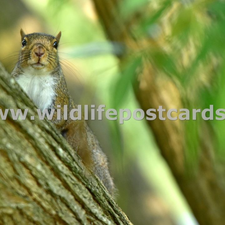 ld Squirrel onlooker by Paul McElroy