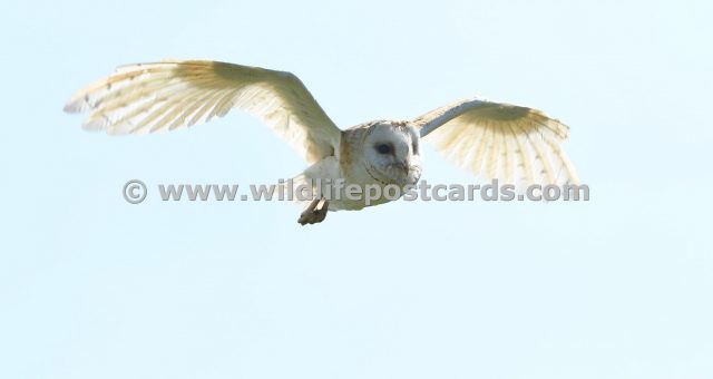 md Barn owl outstretched wing by Paul McElroy