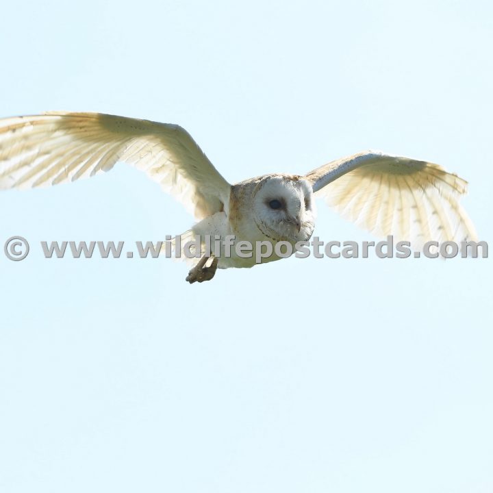 md Barn owl outstretched wing by Paul McElroy