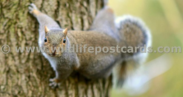 le Squirrel short DOF by Paul McElroy