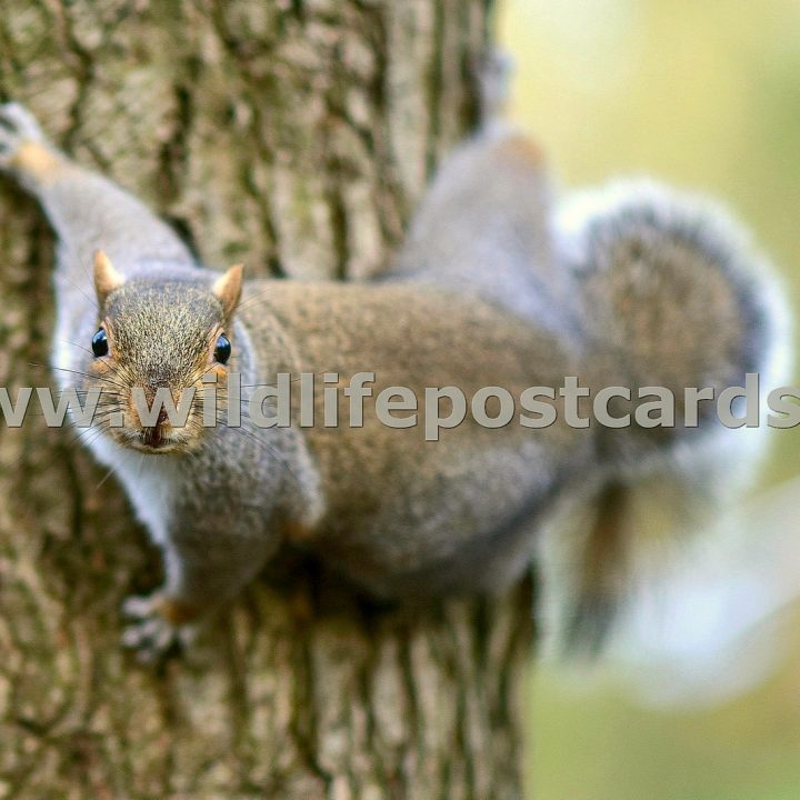 le Squirrel short DOF by Paul McElroy