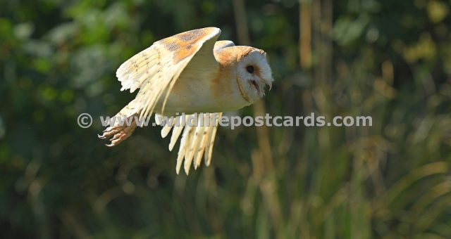 me Barn owl tucked wing by Paul McElroy