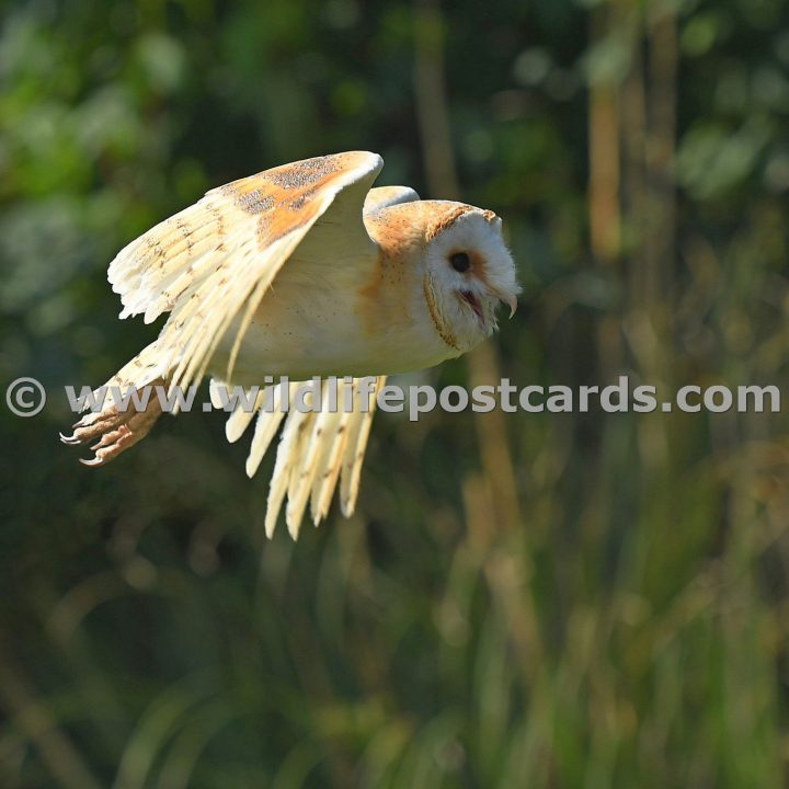 me Barn owl tucked wing by Paul McElroy