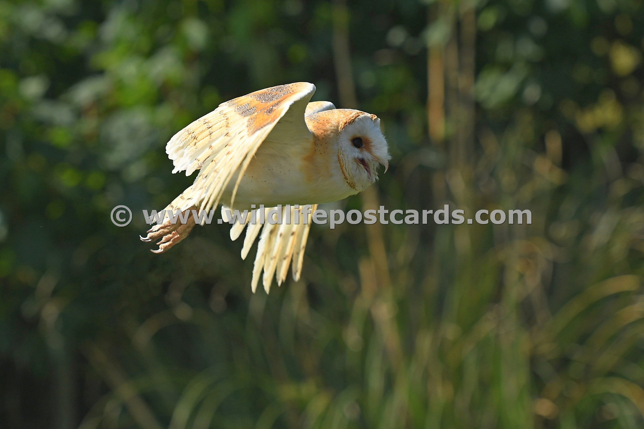 Wildlifepostcards Com Capturing The Action Me Barn Owl Tucked