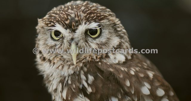 mf Little owl portrait by Paul McElroy