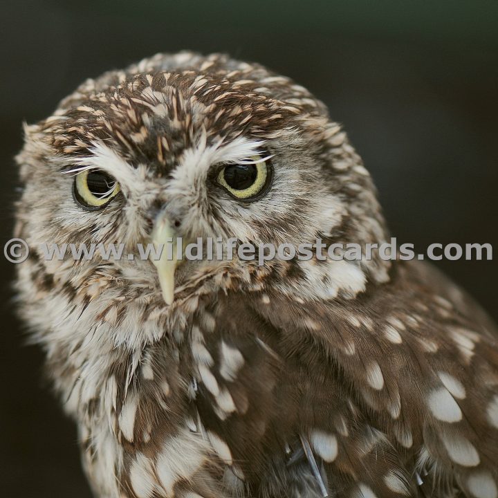 mf Little owl portrait by Paul McElroy