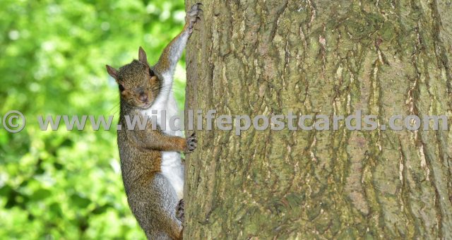 lg Squirrel stopped mid climb by Paul McElroy