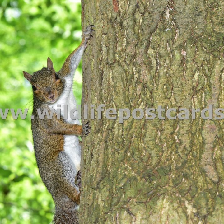 lg Squirrel stopped mid climb by Paul McElroy