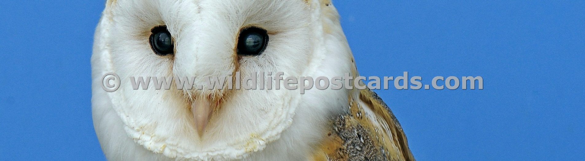 Owls Gallery - click on a photo for details and prices