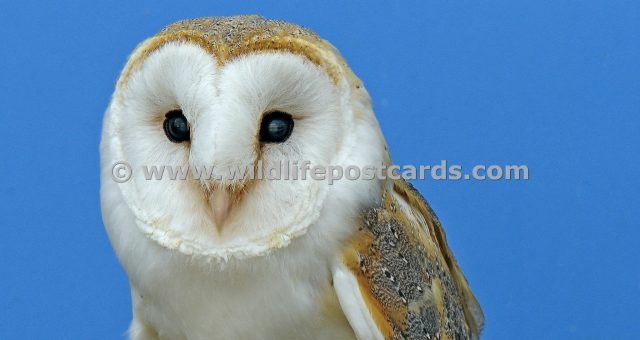 mg Barn owl portrait by Paul McElroy