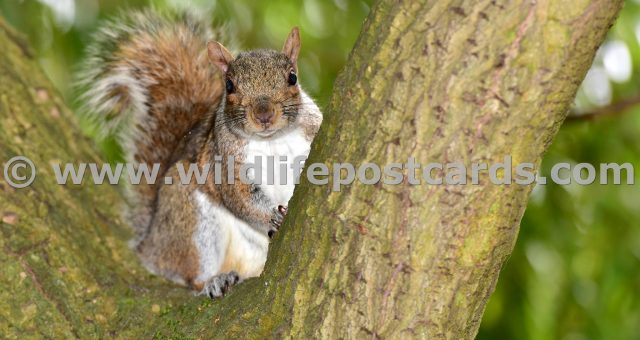 lh Squirrel in the V shape