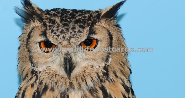 mh Owl amazing orange eyes by Paul McElroy