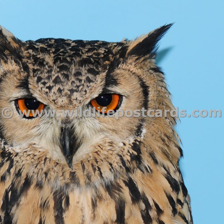 mh Owl amazing orange eyes by Paul McElroy