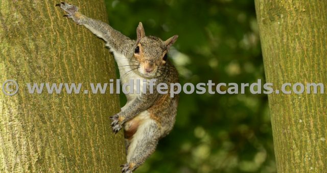 li Squirrel with outstretched paws by Paul McElroy