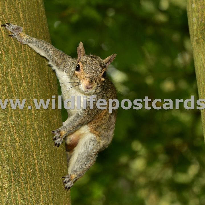 li Squirrel with outstretched paws by Paul McElroy