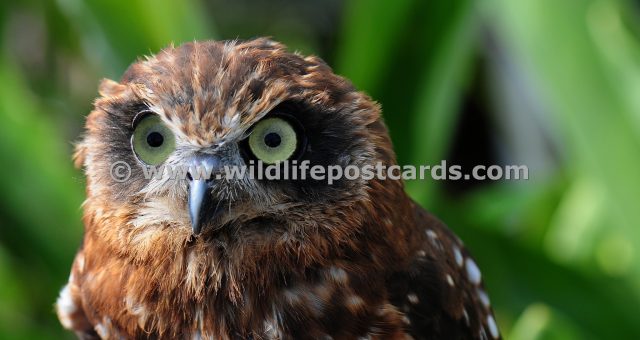 mi Angry owl by Paul McElroy