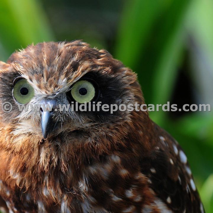 mi Angry owl by Paul McElroy