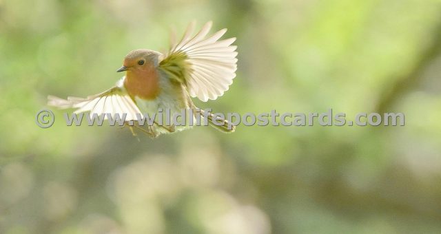 ek Robin wing span by Paul McElroy