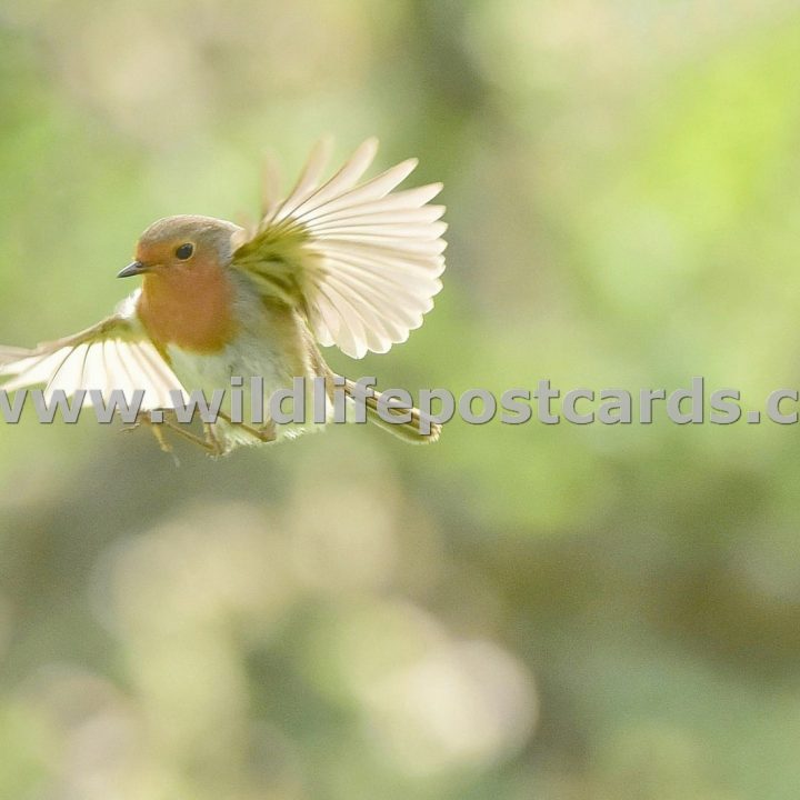 ek Robin wing span by Paul McElroy