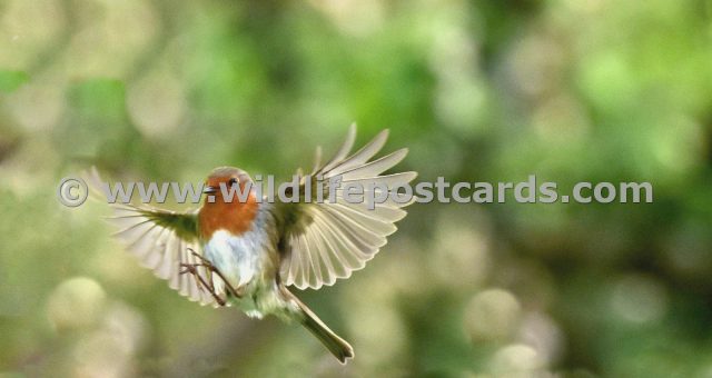 el Robin wing span 2 by Paul McElroy