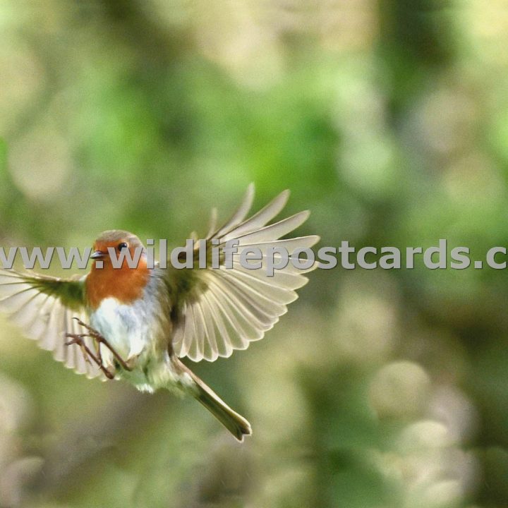 el Robin wing span 2 by Paul McElroy