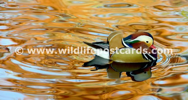 bb Mandarin rainbow orange by Paul McElroy