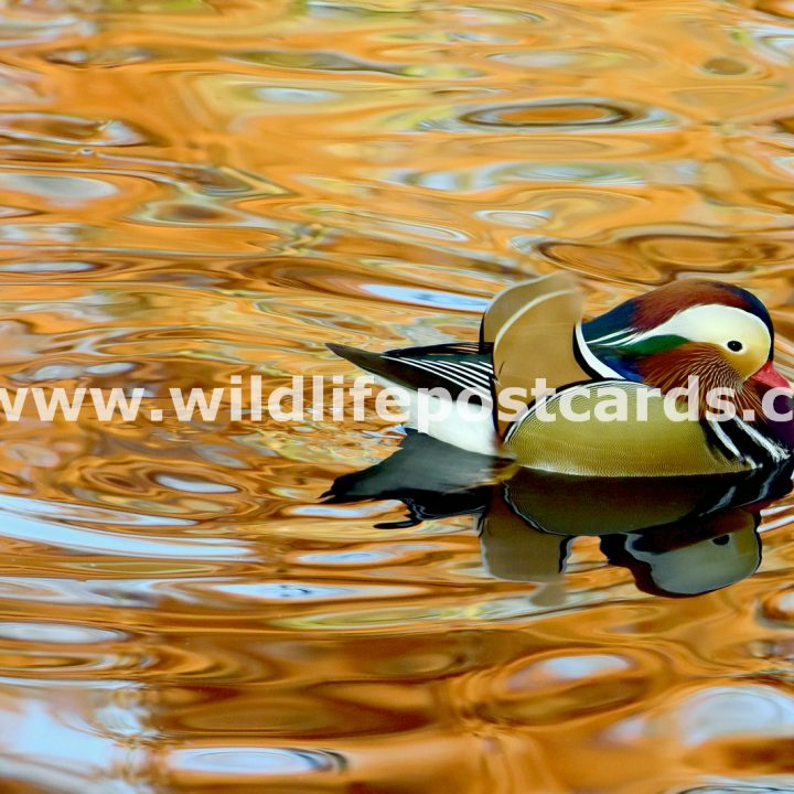 bb Mandarin rainbow orange by Paul McElroy