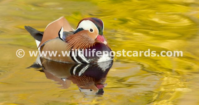 bc Mandarin rainbow yellow by Paul McElroy