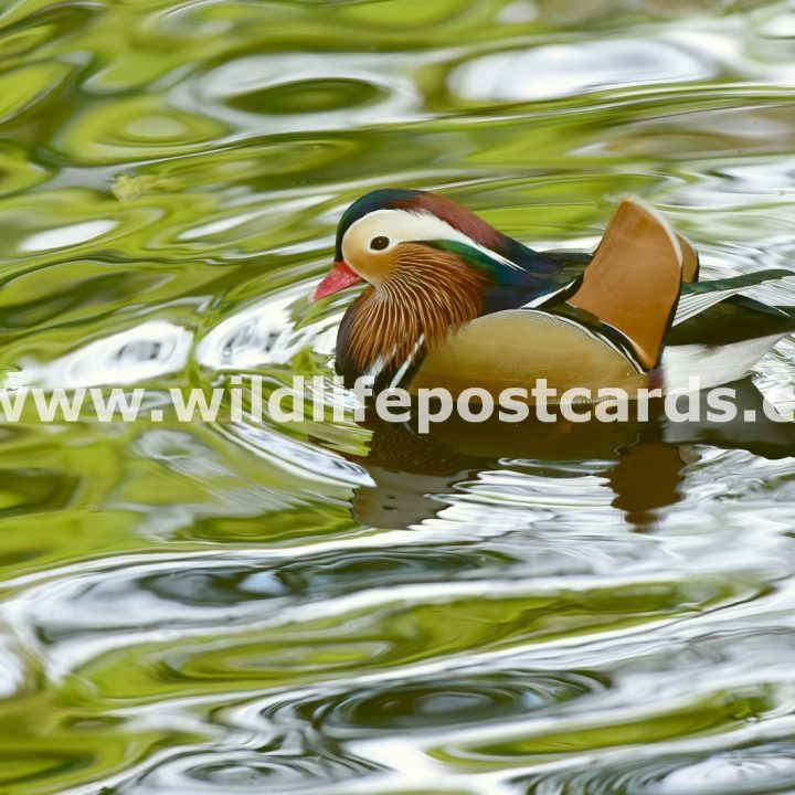 bd Mandarin rainbow green by Paul McElroy