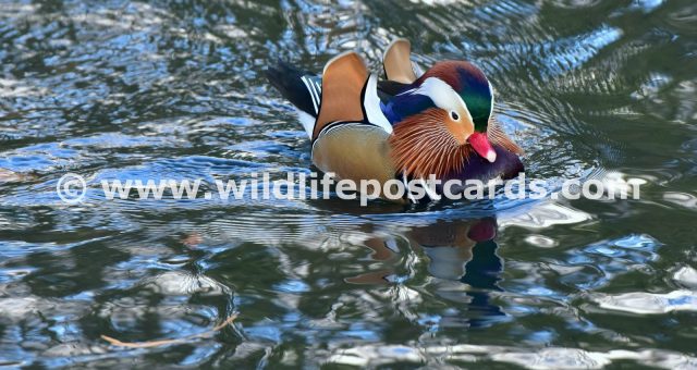 bf Mandarin rainbow indigo by Paul McElroy