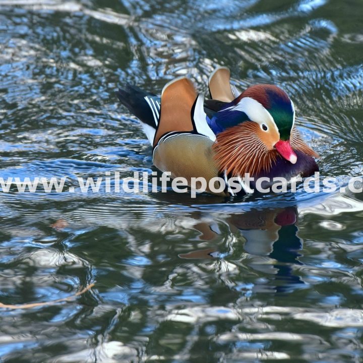 bf Mandarin rainbow indigo by Paul McElroy