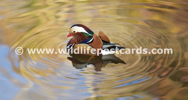 bm Mandarin desert of gold by Paul McElroy