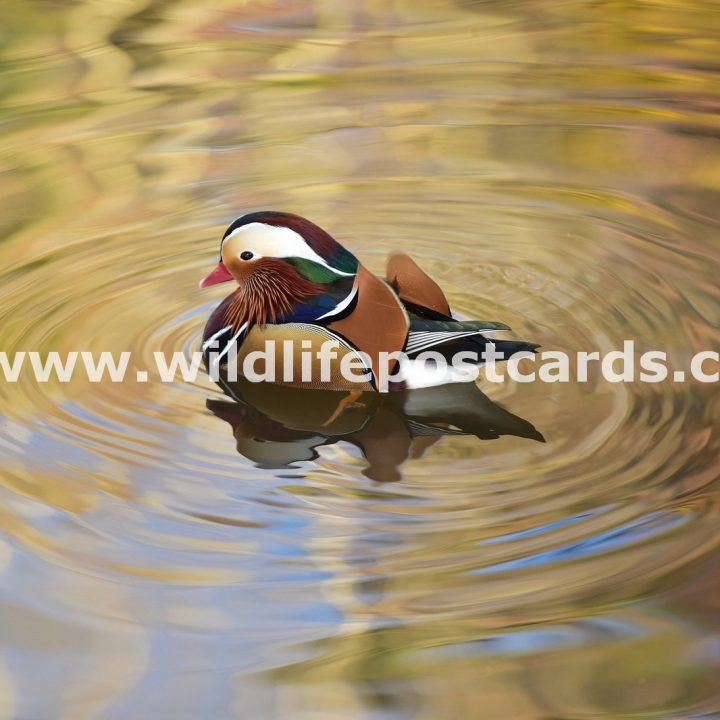 bm Mandarin desert of gold by Paul McElroy