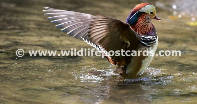 bp Mandarin wing flap by Paul McElroy